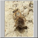 Colletes daviesanus - Seidenbiene 04 8mm.jpg